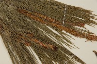 琉球松藏品圖，第3張