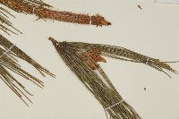 琉球松藏品圖，第4張