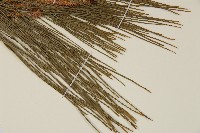 琉球松藏品圖，第5張