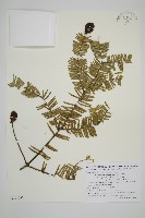 粗榧藏品圖，第1張