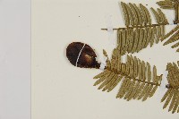 粗榧藏品圖，第3張