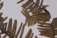 粗榧藏品圖，第4張