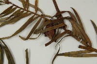 三尖杉藏品圖，第3張