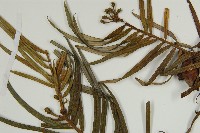 三尖杉藏品圖，第4張