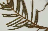 三尖杉藏品圖，第5張