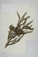 柳杉藏品圖，第1張