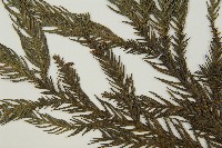 柳杉藏品圖，第4張