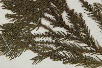 柳杉藏品圖，第5張