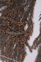 柳杉藏品圖，第3張