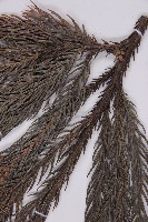 柳杉藏品圖，第4張