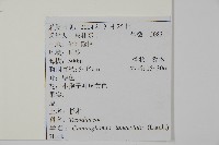 杉木藏品圖，第2張