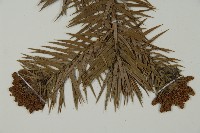 杉木藏品圖，第4張