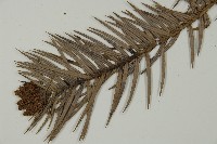 杉木藏品圖，第5張