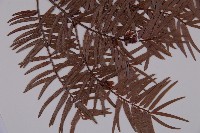 臺灣紅豆杉、紫杉、南方紅豆杉藏品圖，第3張