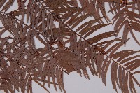 臺灣紅豆杉、紫杉、南方紅豆杉藏品圖，第4張