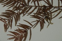 臺灣紅豆杉、紫杉、南方紅豆杉藏品圖，第5張