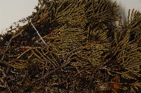 清水圓柏藏品圖，第4張