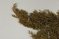 清水圓柏藏品圖，第5張