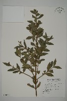 竹柏藏品圖，第1張