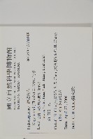 竹柏藏品圖，第2張