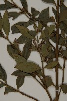竹柏藏品圖，第3張