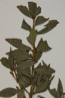 竹柏藏品圖，第4張