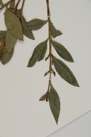 竹柏藏品圖，第5張