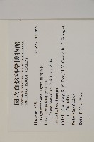 台灣鐵杉藏品圖，第2張