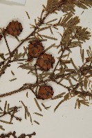 台灣鐵杉藏品圖，第3張