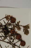 台灣鐵杉藏品圖，第4張