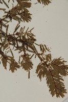 台灣鐵杉藏品圖，第5張