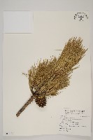 高山松藏品圖，第1張