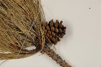 高山松藏品圖，第3張