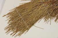 高山松藏品圖，第5張