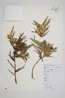 三尖杉藏品圖，第1張