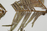 三尖杉藏品圖，第5張