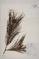 馬尾松藏品圖，第1張