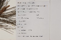 馬尾松藏品圖，第2張