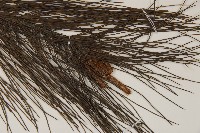 馬尾松藏品圖，第3張