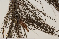 馬尾松藏品圖，第4張