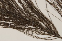 馬尾松藏品圖，第5張