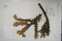 闊葉南洋杉藏品圖，第1張