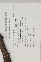 闊葉南洋杉藏品圖，第2張
