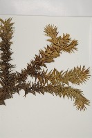 闊葉南洋杉藏品圖，第3張