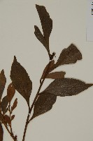 菲律賓羅漢松藏品圖，第5張