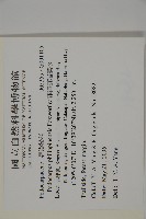 菲律賓羅漢松藏品圖，第2張