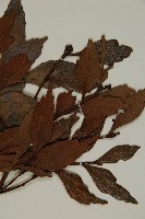 菲律賓羅漢松藏品圖，第3張