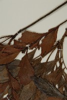 菲律賓羅漢松藏品圖，第4張