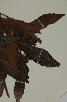 菲律賓羅漢松藏品圖，第5張