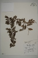 登錄號:G001106藏品圖，第1張